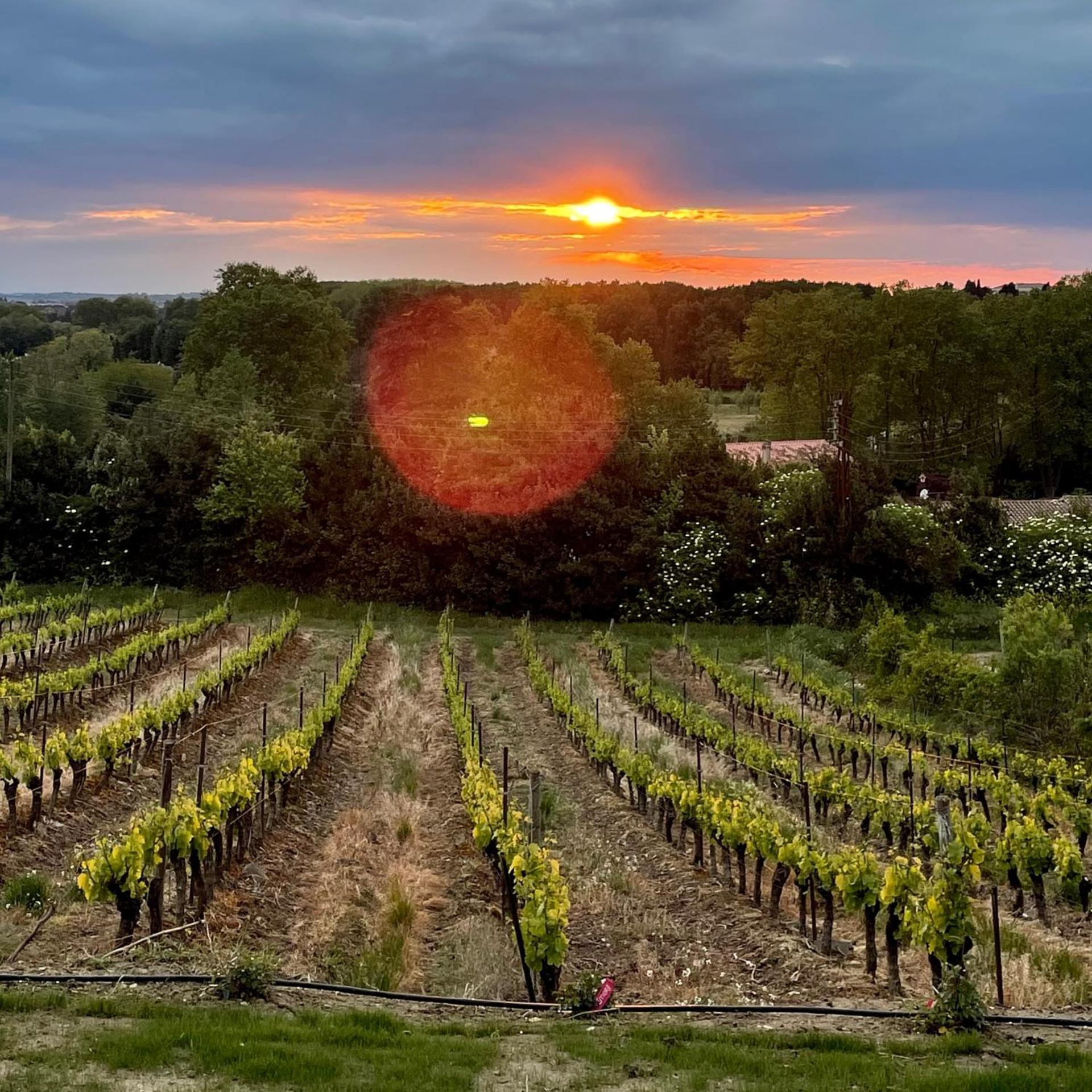 L'Ecrin De La Cite, Coeur De Vignes - Vivez Une Experience Inoubliable ! Carcassonne Exterior photo